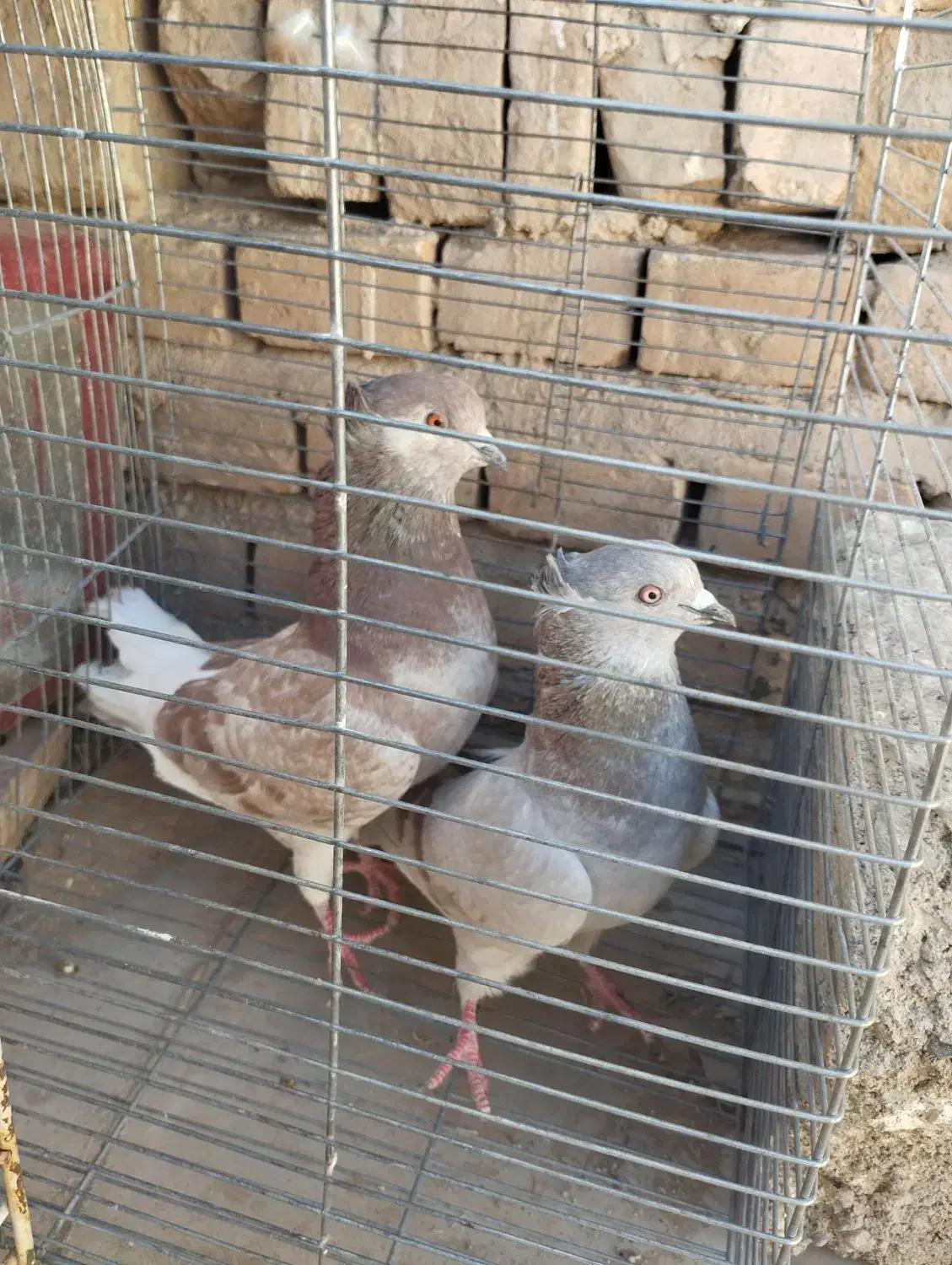 کفتر نقش و پیس|پرنده|یزد, |دیوار