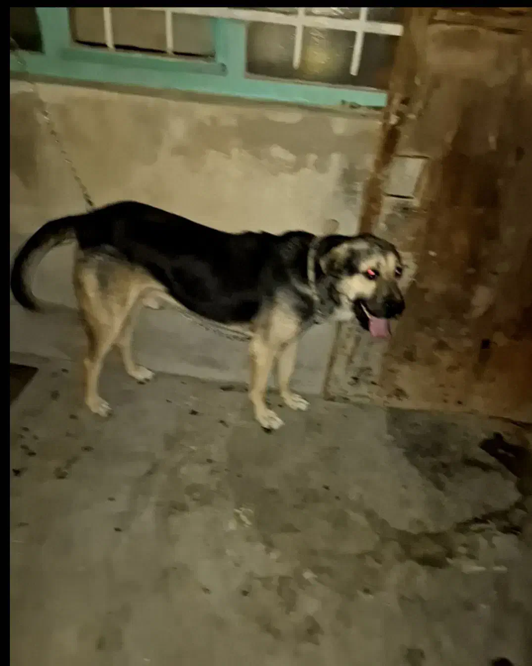 سگ سرابی اصیل|سگ|قروه, |دیوار