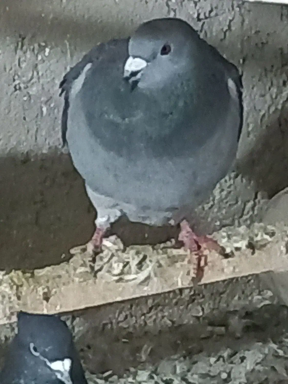 پلاکی نر|پرنده|ابهر, |دیوار