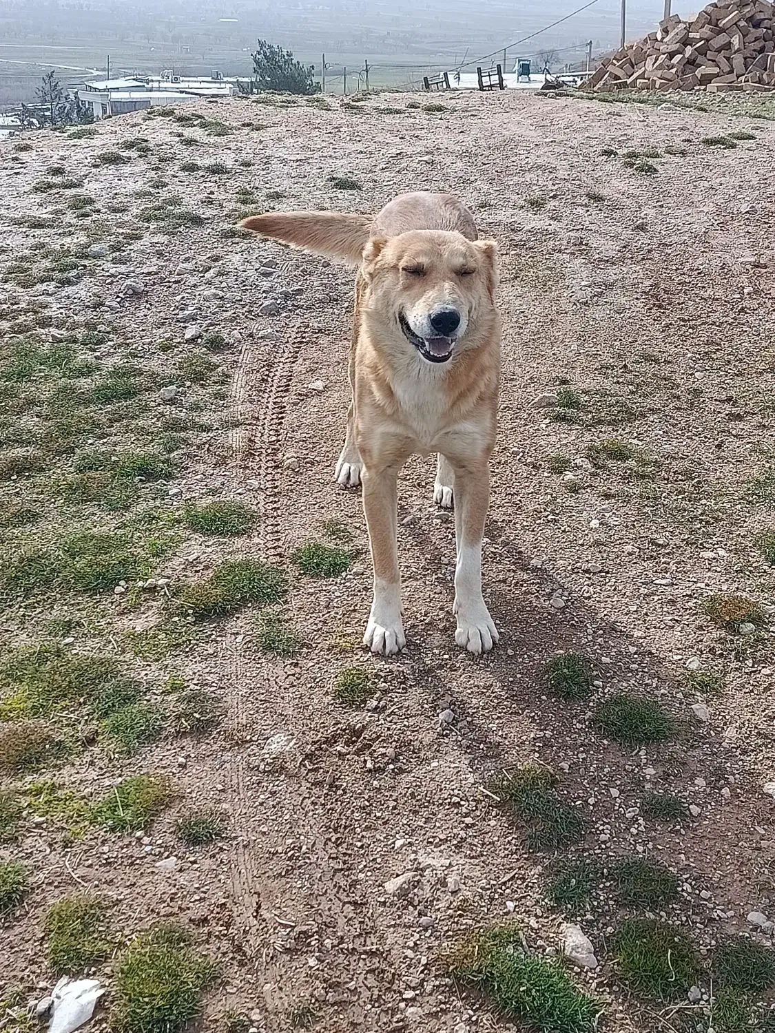 سگ گلی|سگ|خرمآباد, |دیوار