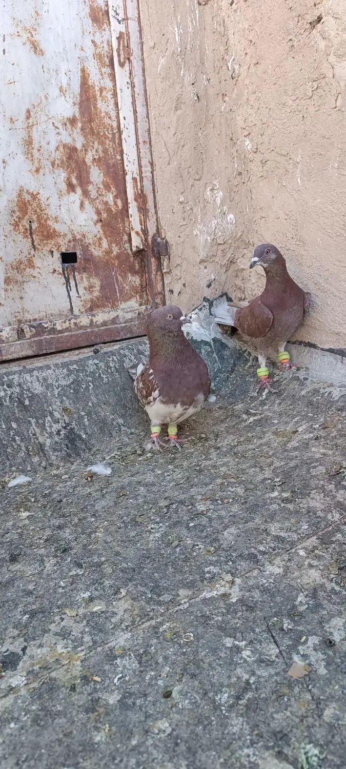 25 تا کبوتر بزن پرشی|پرنده|خلیل آباد, |دیوار