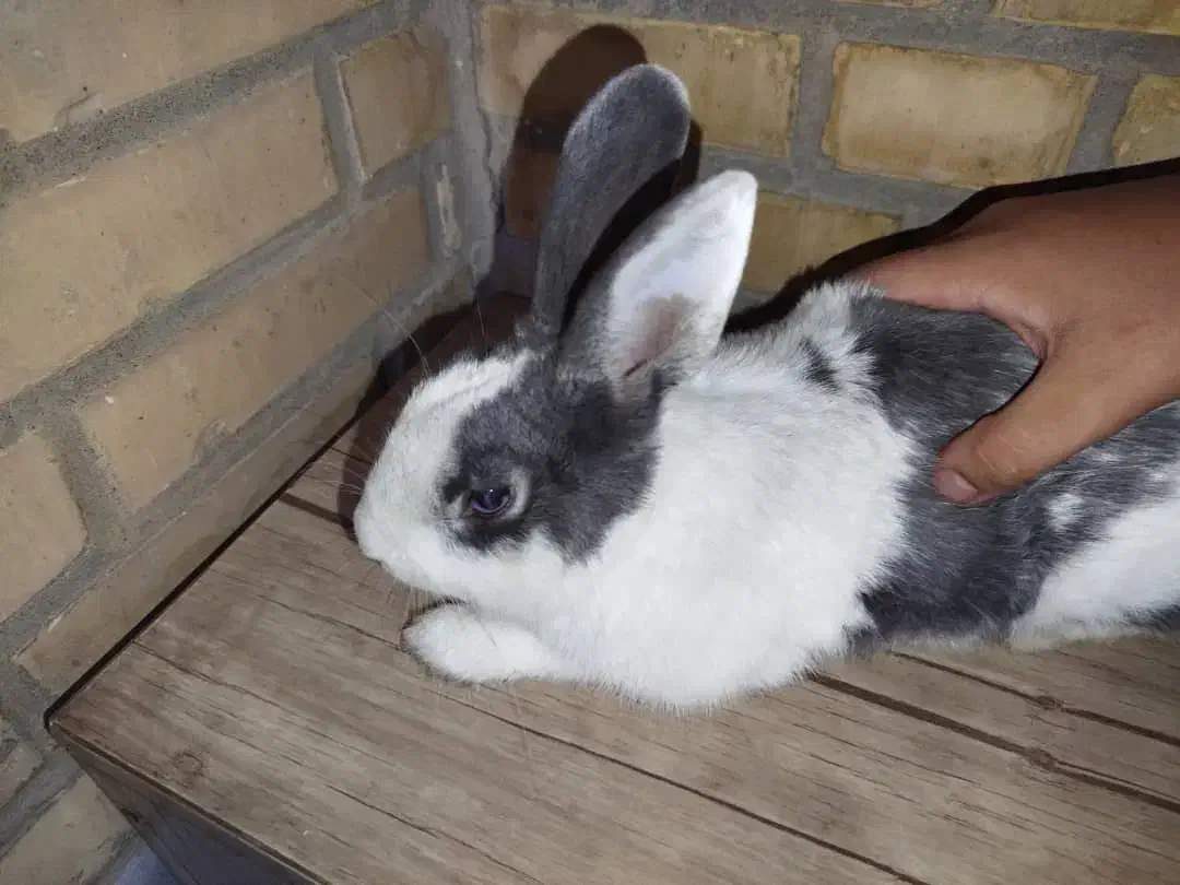 خرگوش بازیگوش و سرحال|موش و خرگوش|اهواز, کوی آغاجاری|دیوار