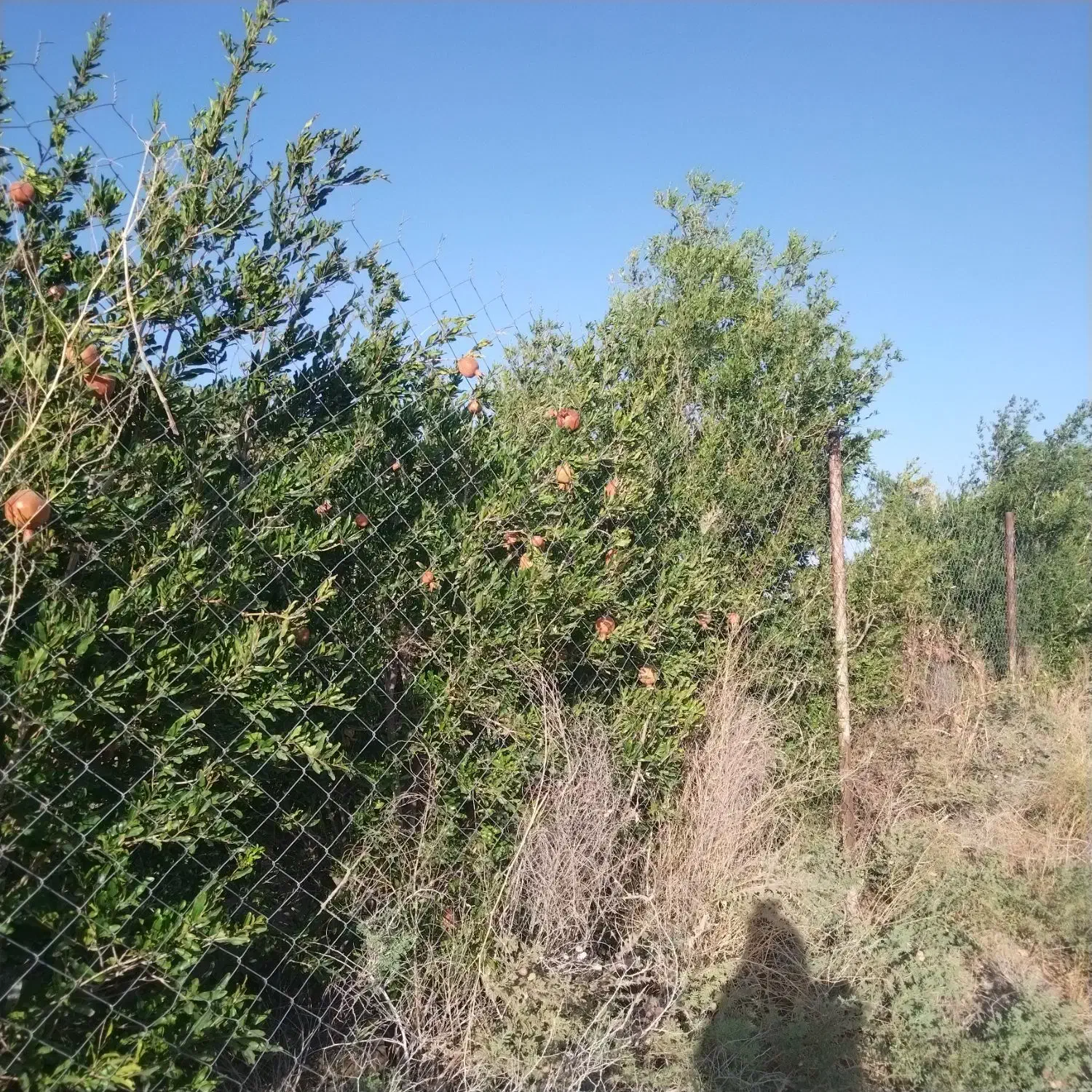 باغ در محدوده مهدیه خوسف|فروش خانه و ویلا|خوسف, |دیوار