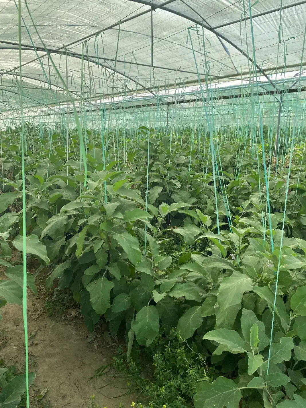 ۳ هزار متر گلخونه اماده|فروش دفتر صنعتی، کشاورزی، تجاری|جیرفت, |دیوار