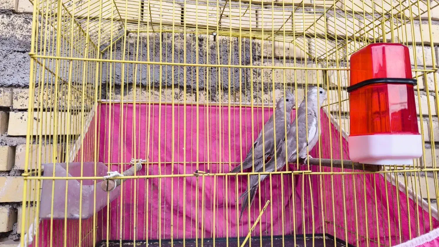 عروس هلندی وایت فیس|پرنده|بندر ماهشهر, |دیوار