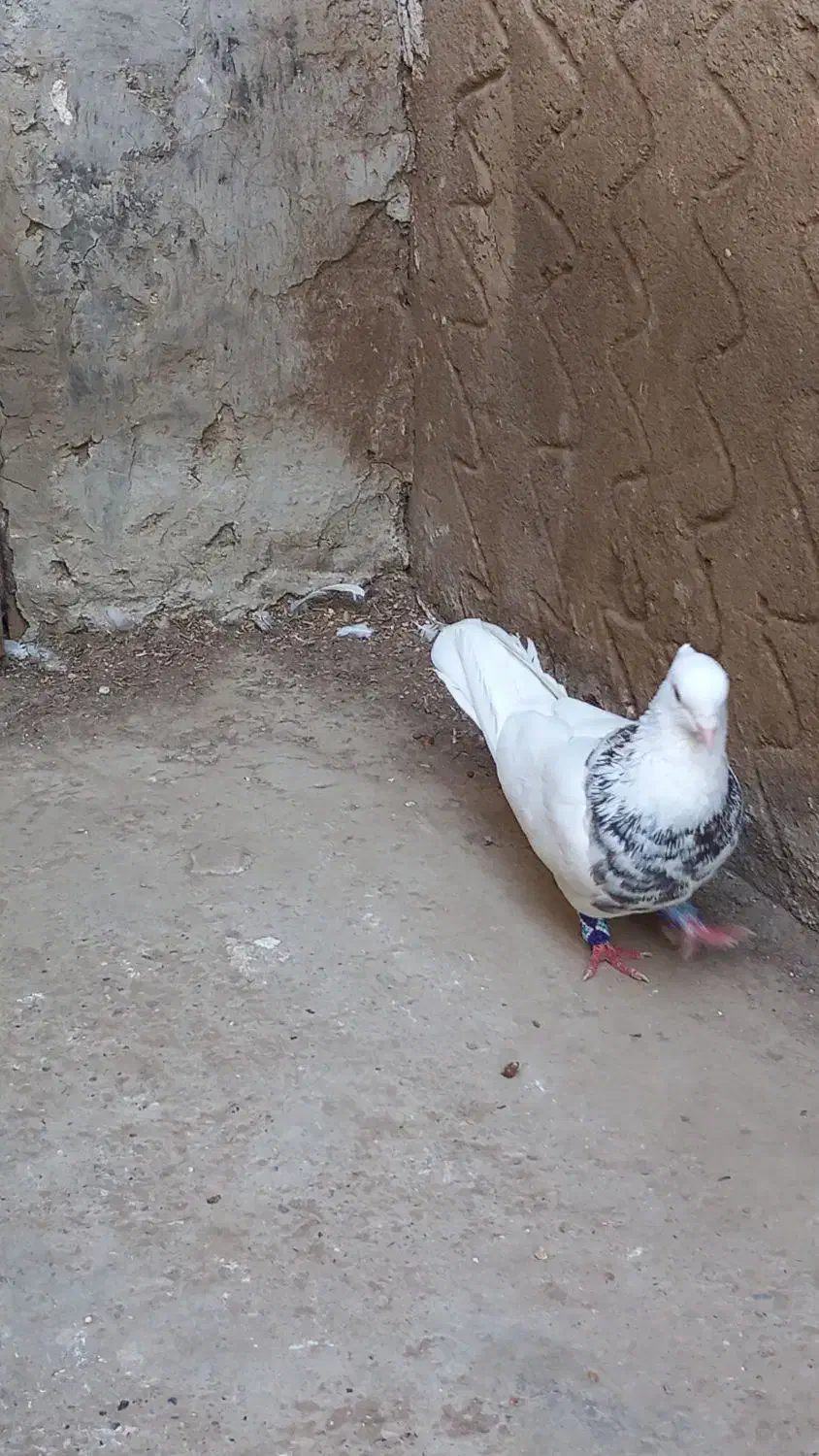 طوقی هفت رنگ و سوسکی|پرنده|گنبد کاووس, |دیوار