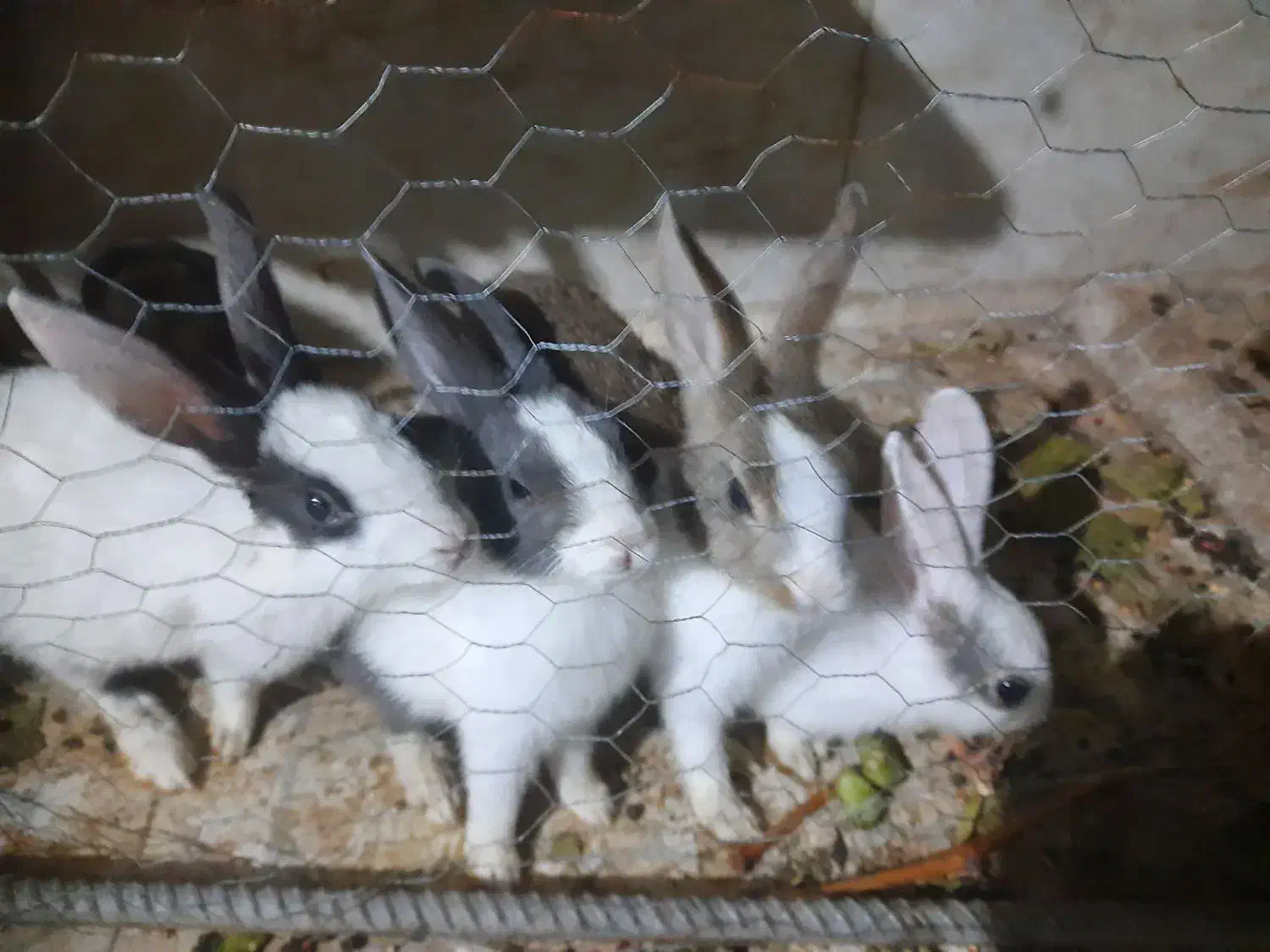 فروش دو عدد خرگوش|موش و خرگوش|لوشان, |دیوار