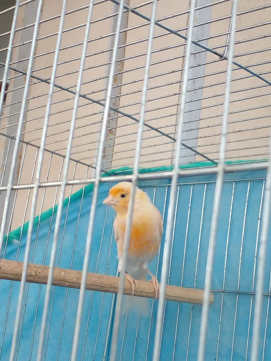 قناری نر ( دستک )|پرنده|کیاشهر, |دیوار