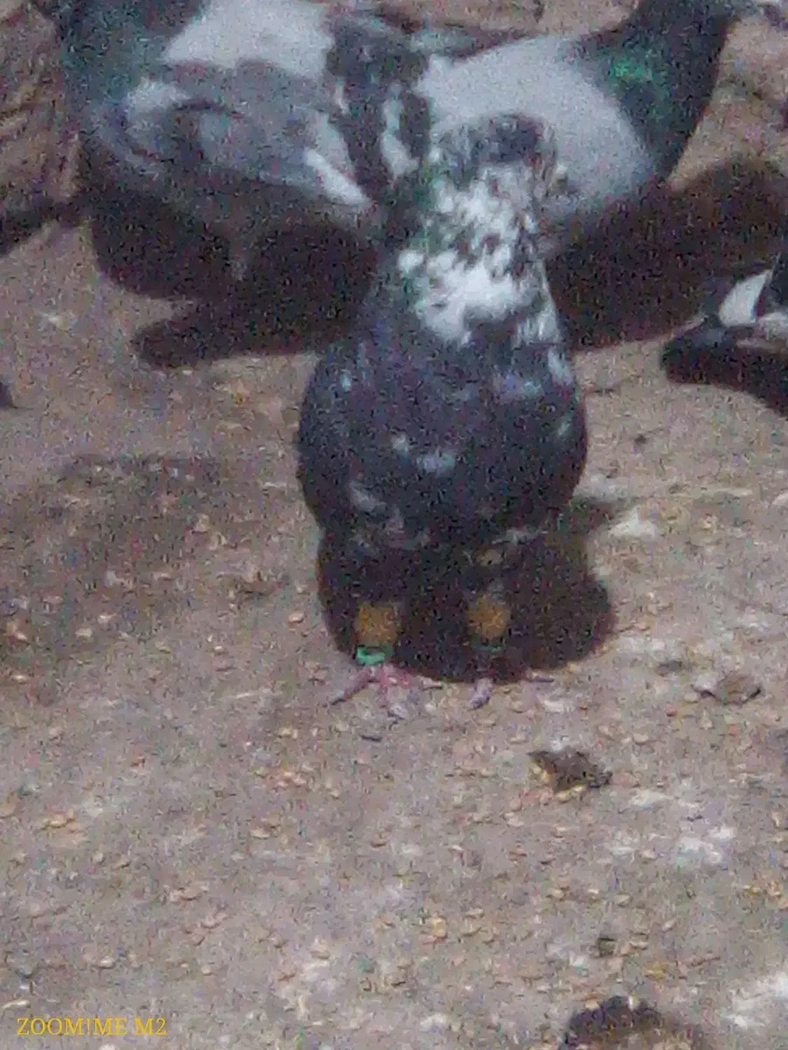 سوسکی بزک نر مست|پرنده|نیشابور, دهنو|دیوار