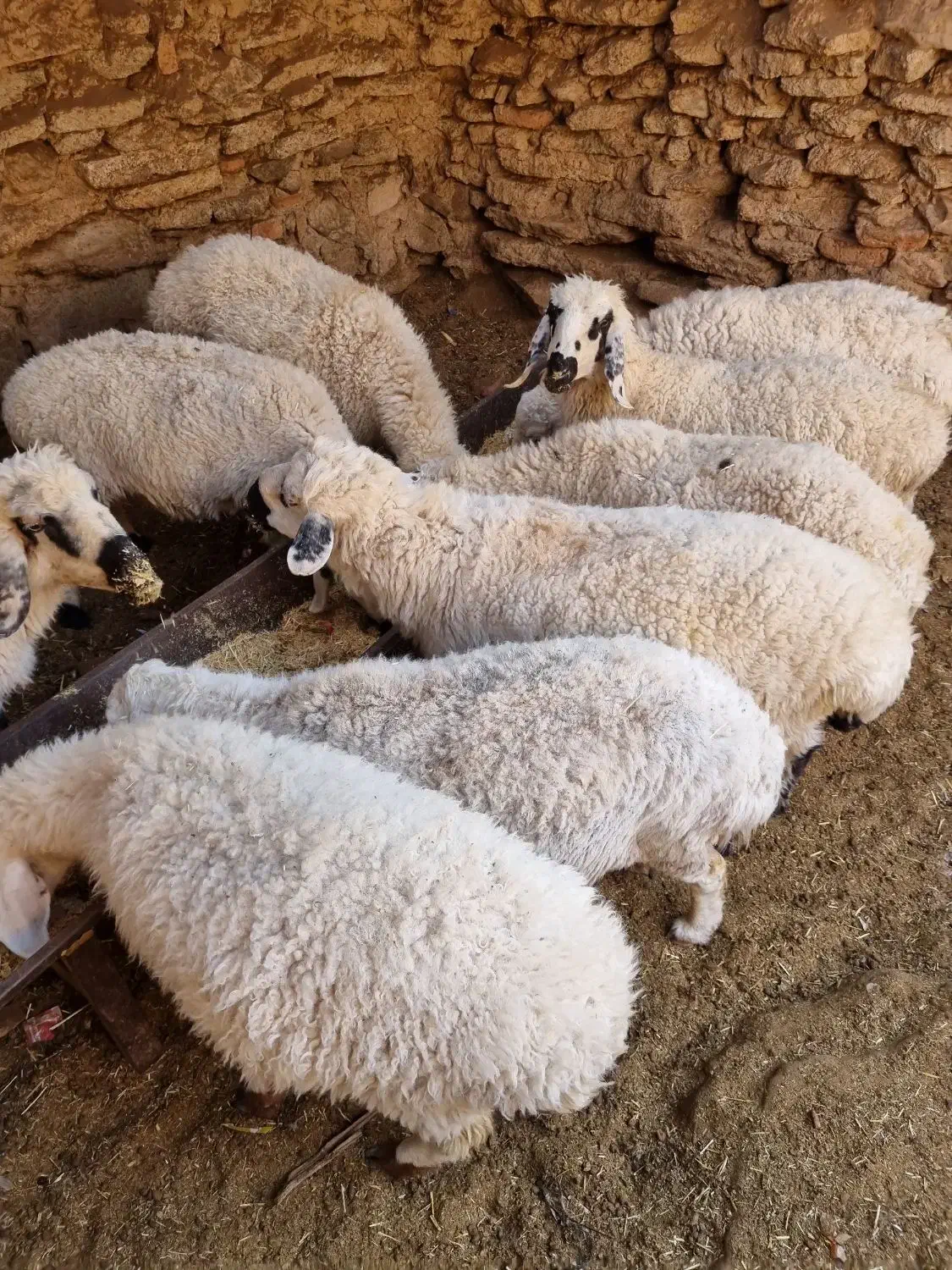 تعداد۶۰عددگوسفندبلوچی چاق وچلّه|حیوانات مزرعه|نهبندان, |دیوار