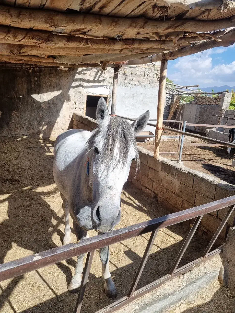 فروش‌نریون‌کرد‌.دره‌شور|اسب و تجهیزات اسب‌سواری|شاهرود, |دیوار