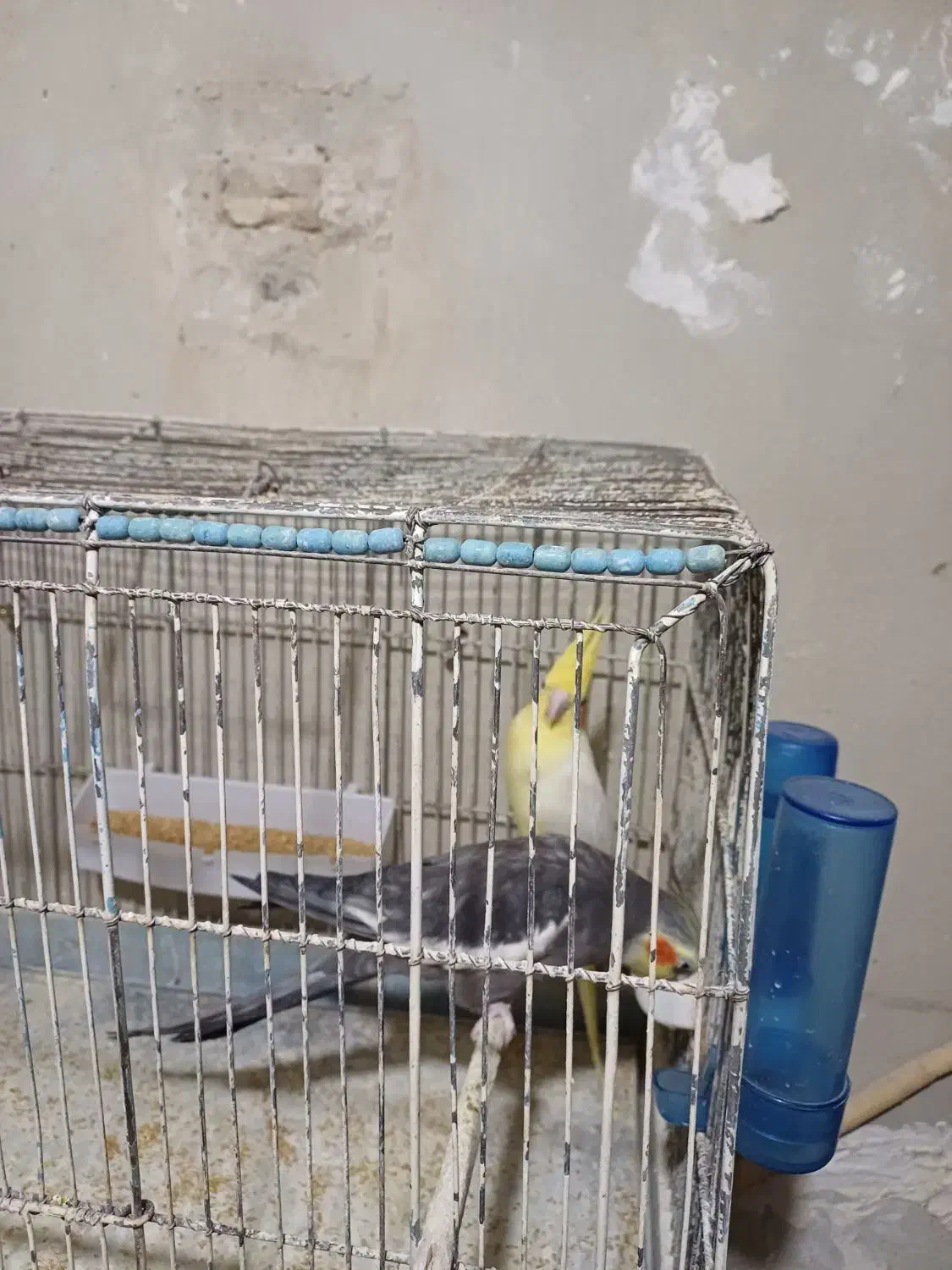 عروس هلندی نر ماده|پرنده|قم, یزدانشهر|دیوار