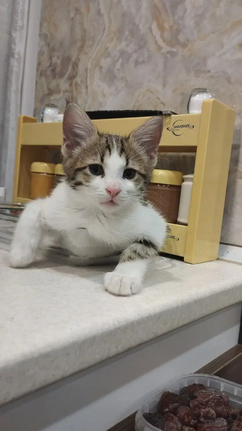 بچه گربه نر پنج ماهه|گربه|پرند, فاز ۶|دیوار