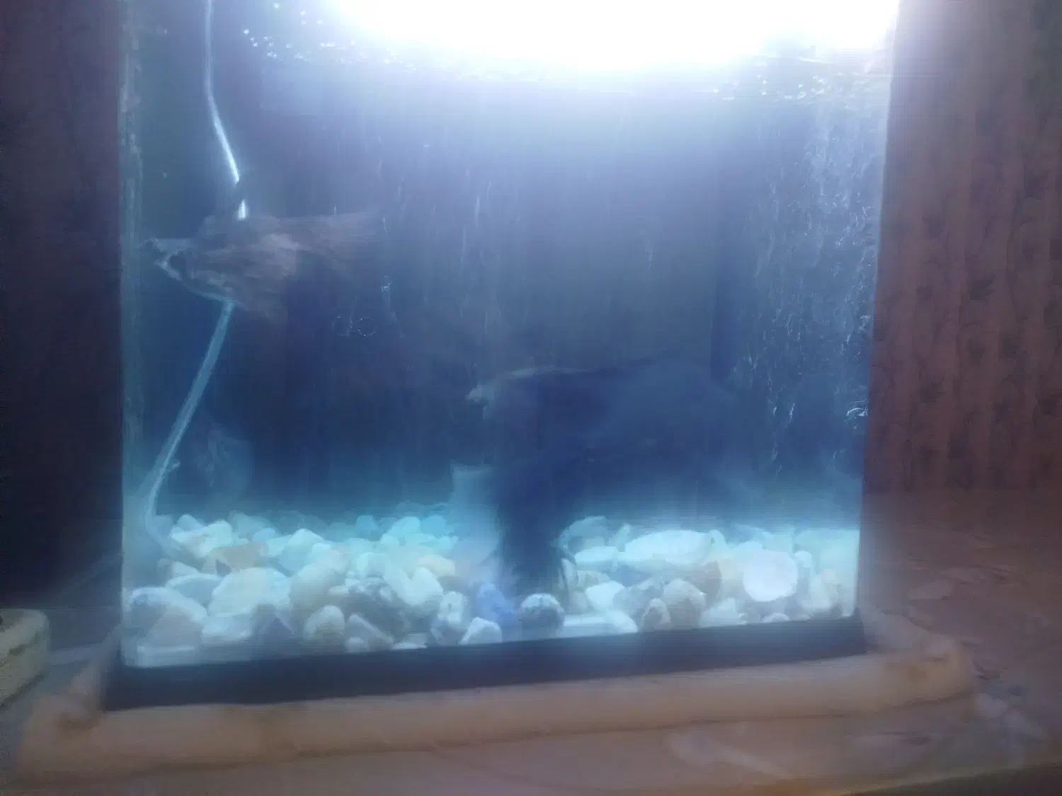 چهار عدد ماهی.|ماهی|شیراز, قلات|دیوار