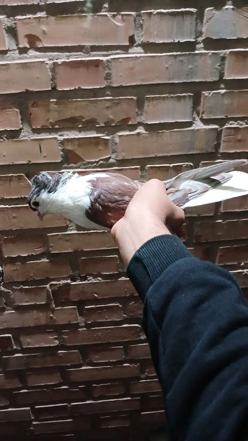 کفتر شیرازی|پرنده|اهواز, سلطانمنش|دیوار