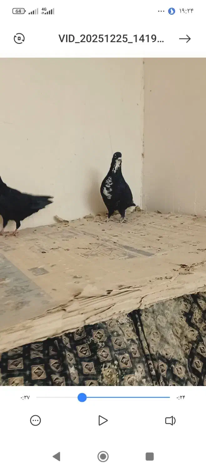 کفتر|پرنده|کرمان, |دیوار