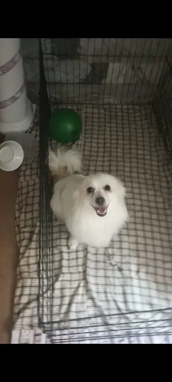 سگ خانگی|سگ|قم, لسانی|دیوار