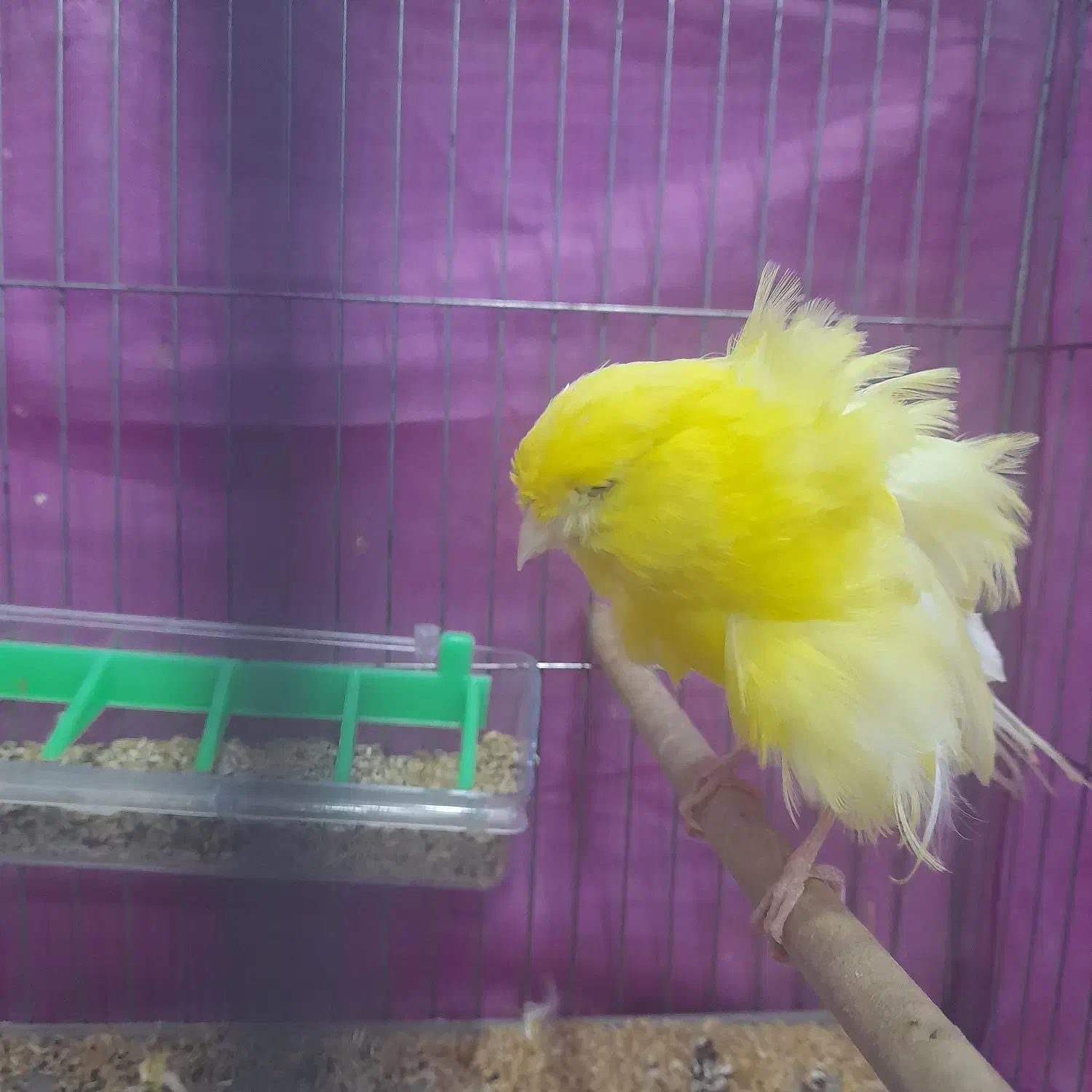 فروش قناری نر فر|پرنده|بندر انزلی, پردیس|دیوار