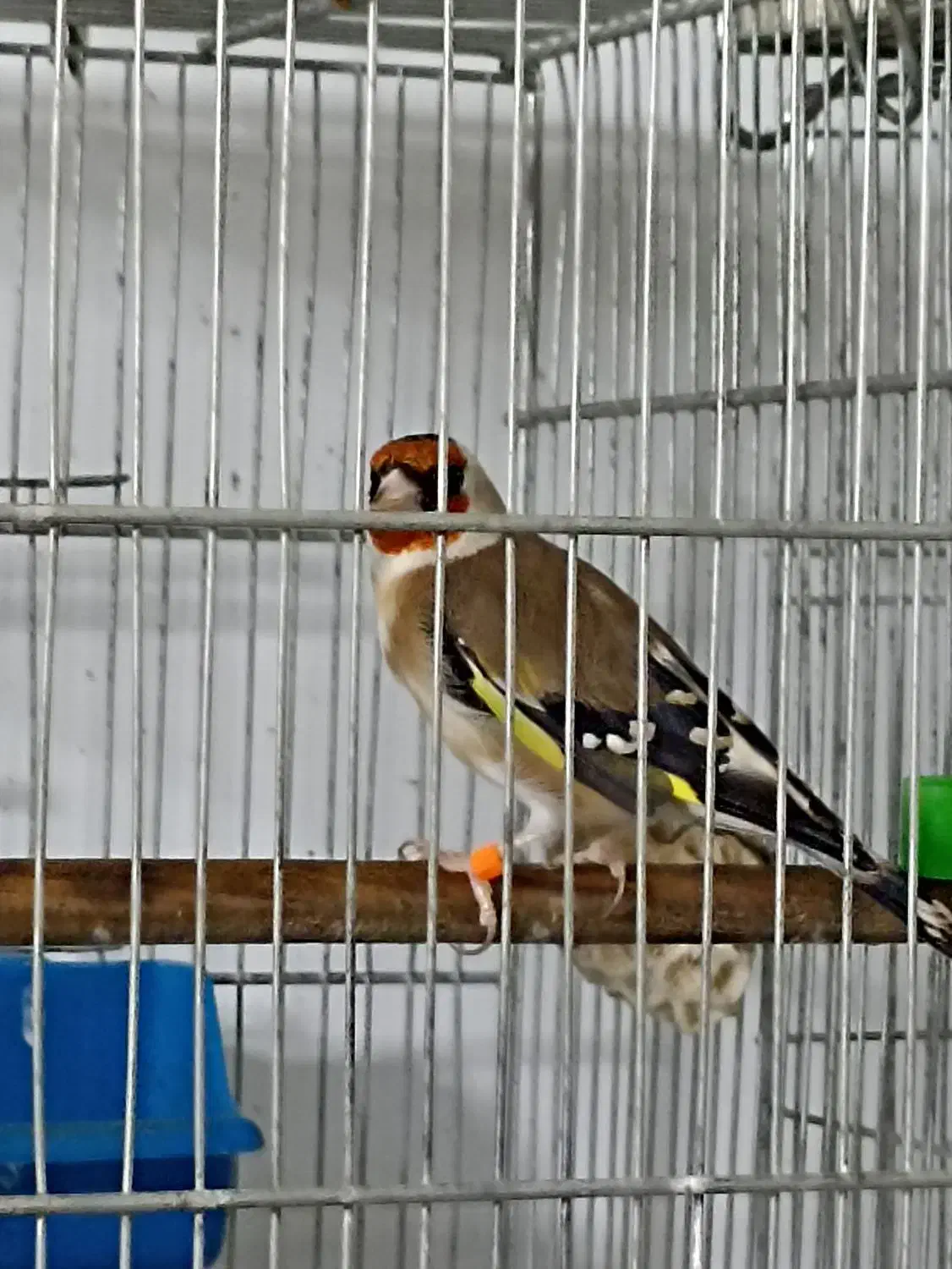 سهره|پرنده|کرج, بنیاد|دیوار