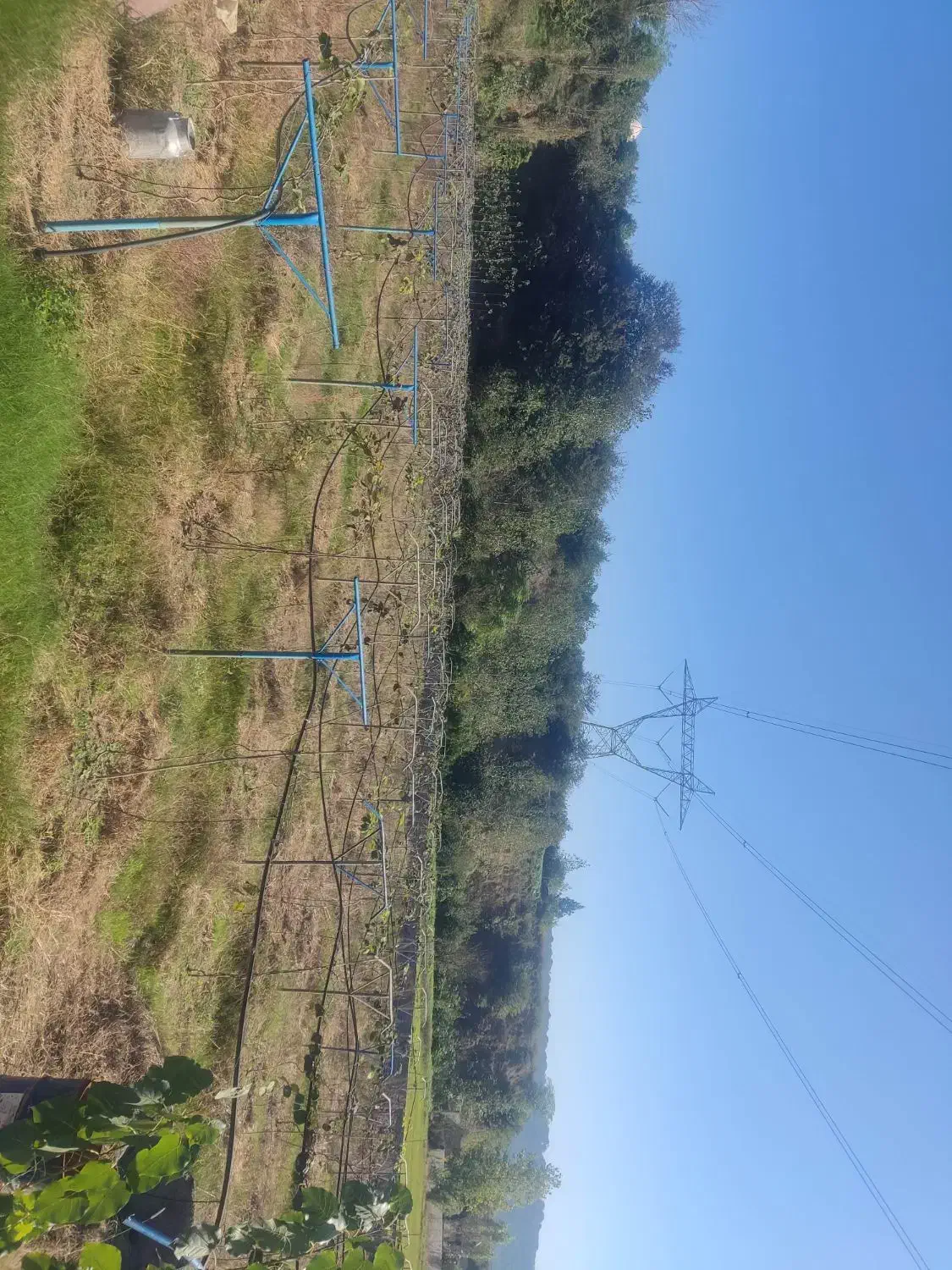 ۴۰۹۰ متر باغ کیوی با درختان سه ساله|فروش دفتر صنعتی، کشاورزی، تجاری|قائمشهر, |دیوار