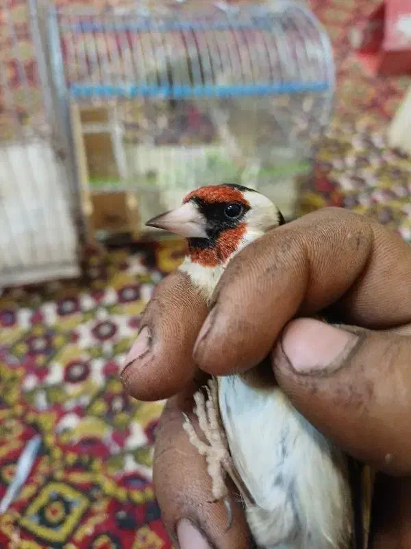 سهره فنچ کوتوله مرغ عشق عروس هلندی|پرنده|مشهد, شهید معقول|دیوار