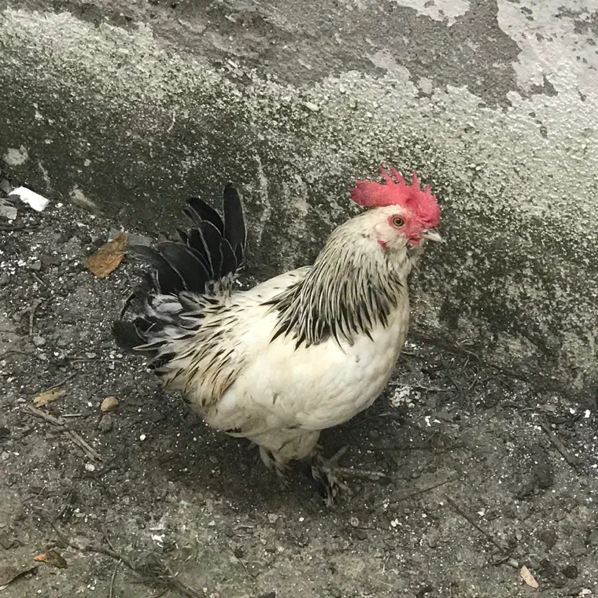 مرغ و خروس مینیاتوری بک ساله|حیوانات مزرعه|آمل, |دیوار