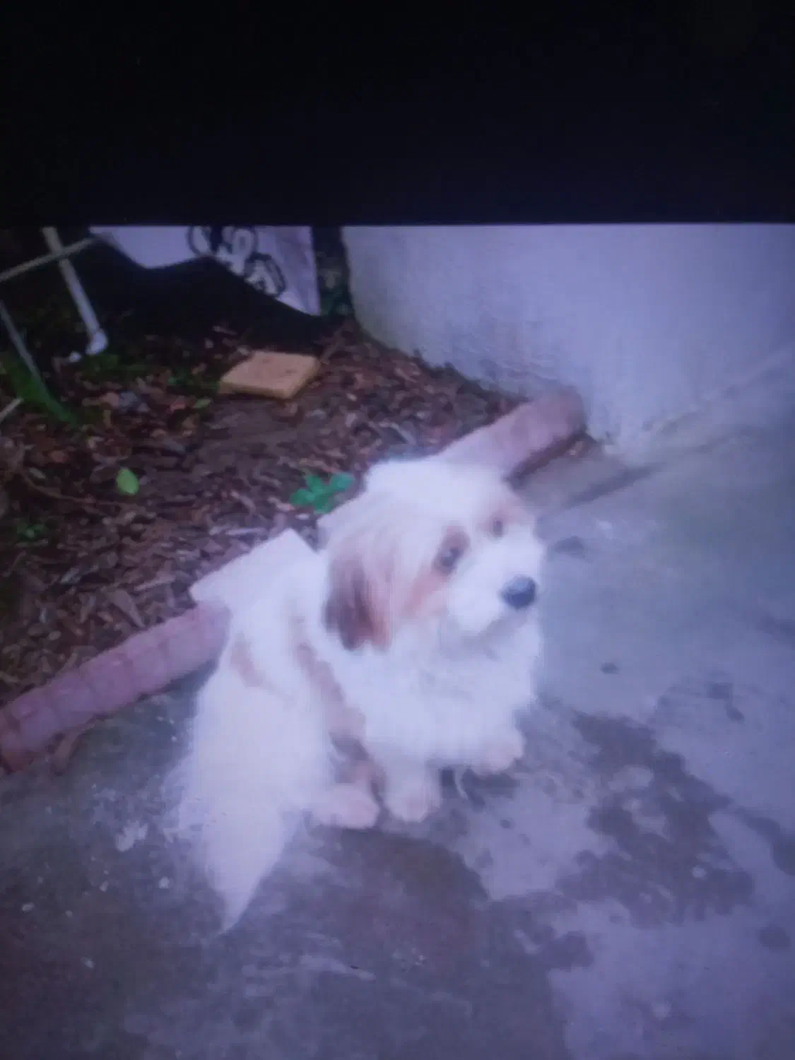 سگ گمشده|حیوانات|تنکابن, |دیوار