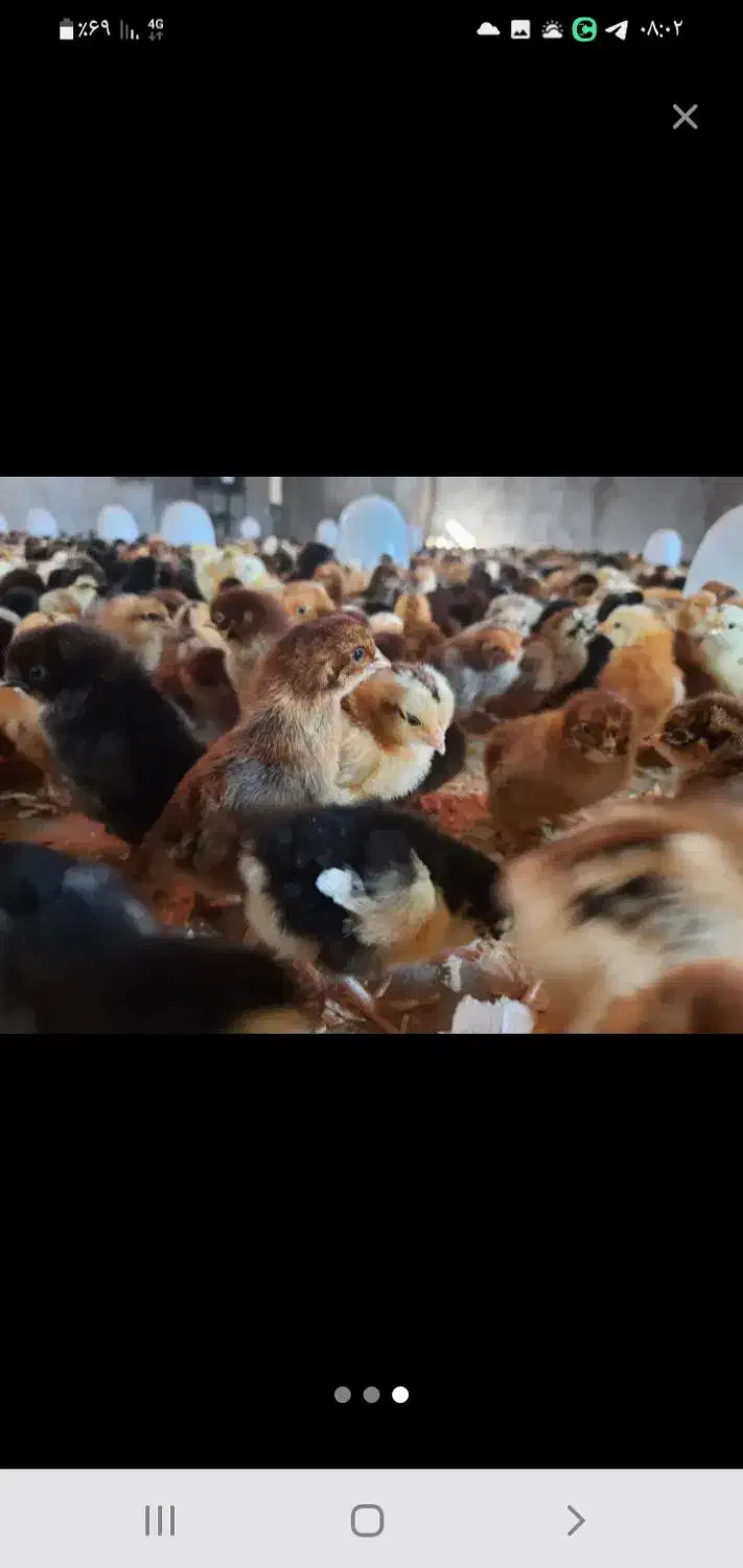 انواع جوجه رنگی ومحلی اردک بوقله وسلطان|حیوانات مزرعه|لار, |دیوار