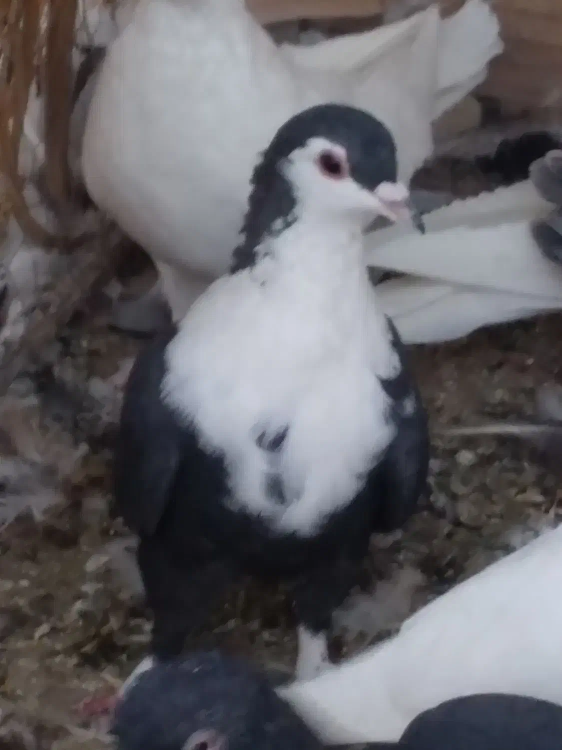 گمشده کفتر سیندق ماده|حیوانات|رفسنجان, |دیوار