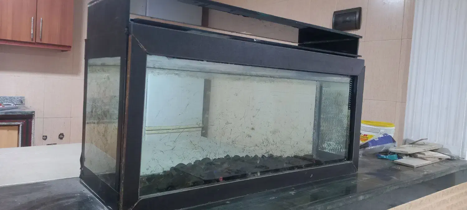 آکواریوم|ماهی|پره‌سر, |دیوار