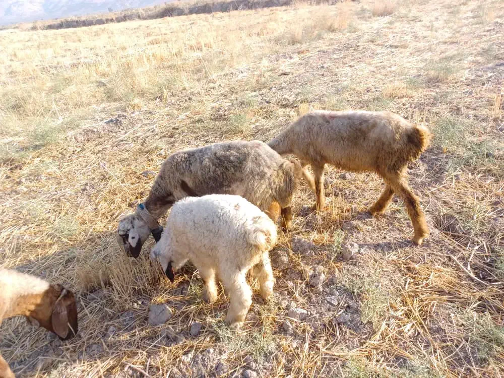 فروش نقدی|حیوانات مزرعه|رستم, |دیوار