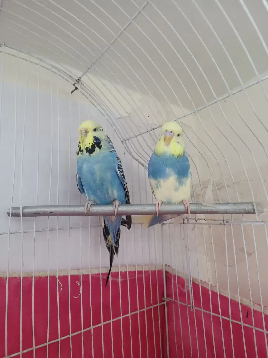 مرغ عشق انگلیسی گریدبالا|پرنده|گرمدره, |دیوار