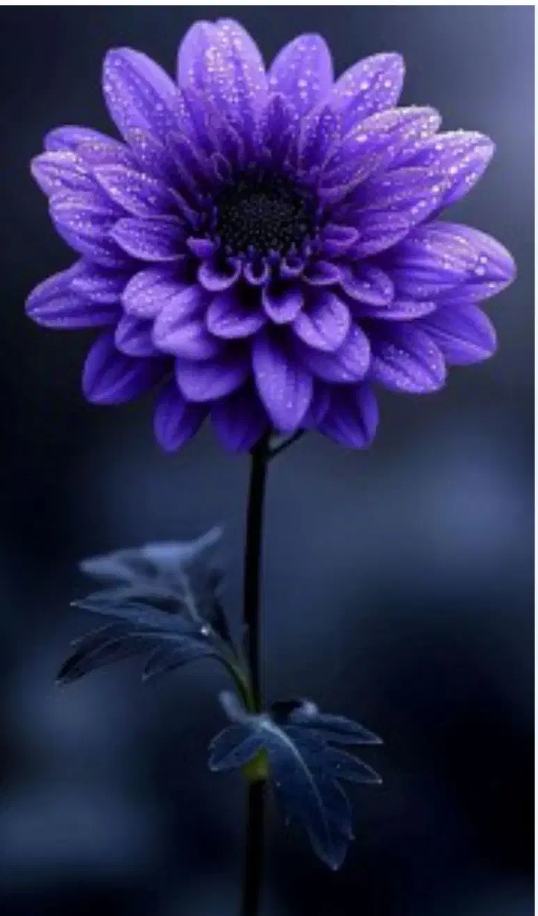 مدارک گم شده|اشیا|مهاجران, |دیوار