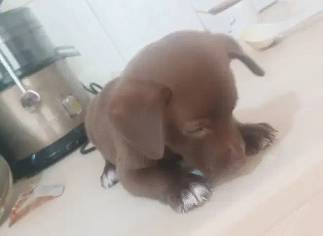 توله باهوش زرنگ آپارتمانی|سگ|نیشابور, هفده شهریور|دیوار