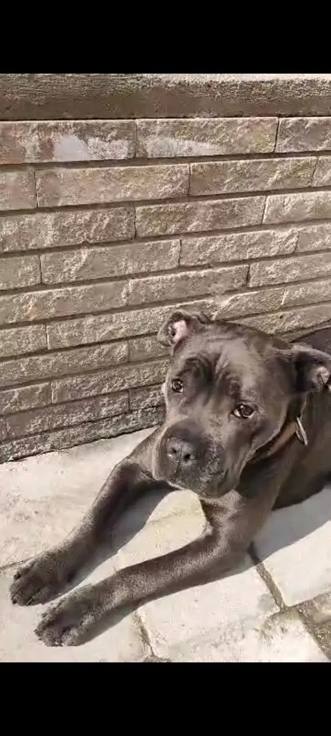 سگ گمشده کنکورسو پیتبول در بابل|حیوانات|بابل, |دیوار