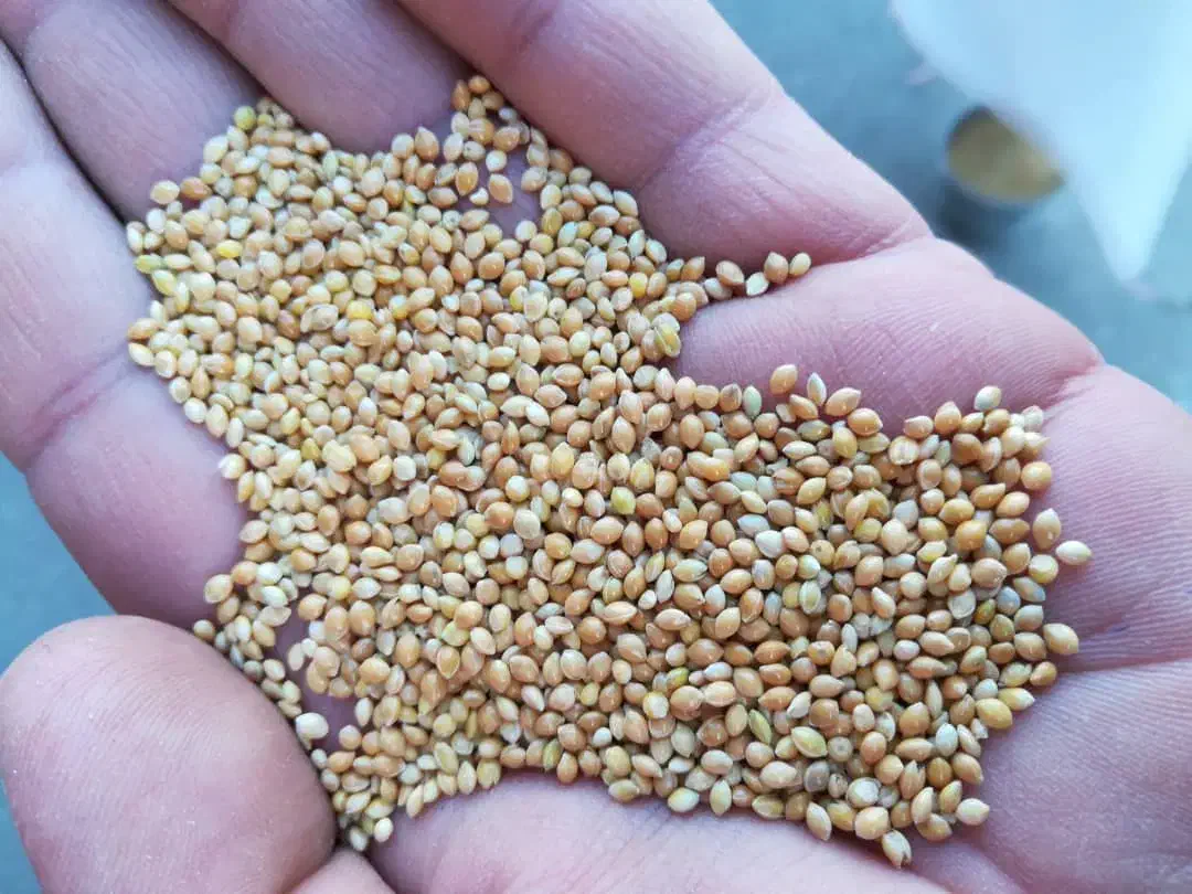 فروش ارزن درجه یک روس|عمدهفروشی|اصفهان, میرعماد|دیوار