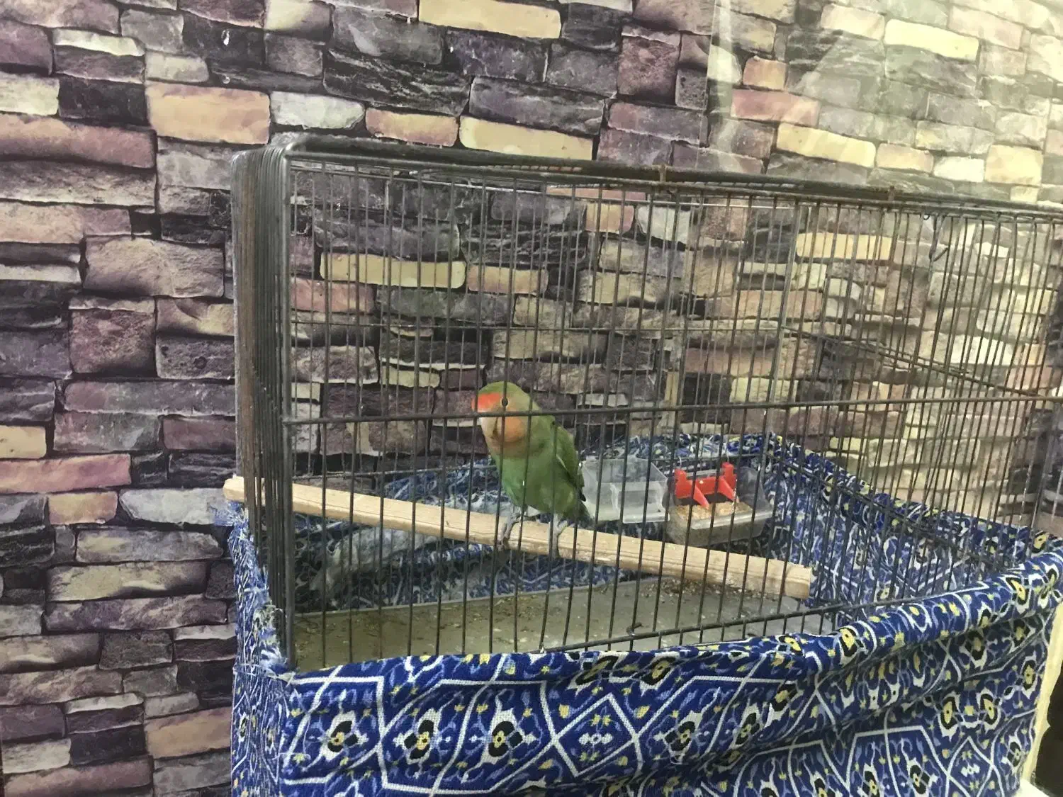 برزیلی با لوازم|پرنده|پرند, فاز ۳|دیوار