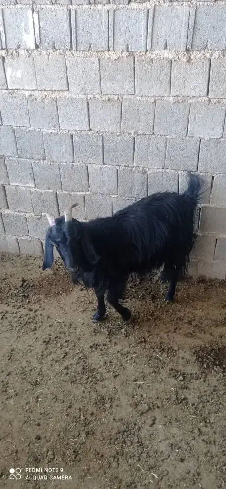 بزآبستن|حیوانات مزرعه|جهرم, |دیوار