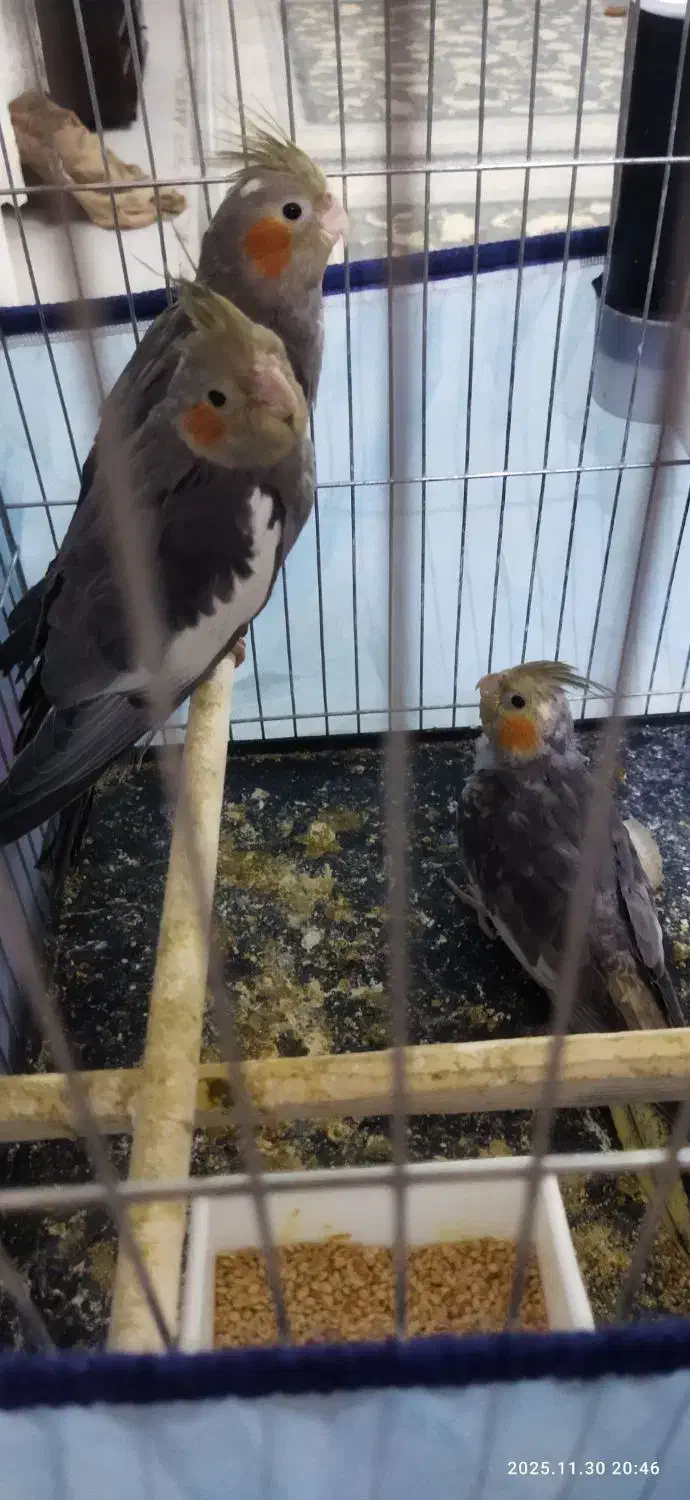 سه عدد عروس با وسایل|پرنده|قم, دروازه ری|دیوار