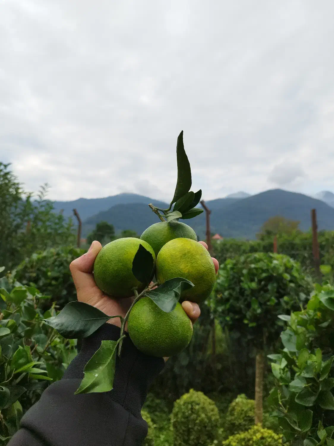 استخدام نیرو با حقوق ثابت|استخدام صنعتی، فنی، مهندسی|چابکسر, |دیوار