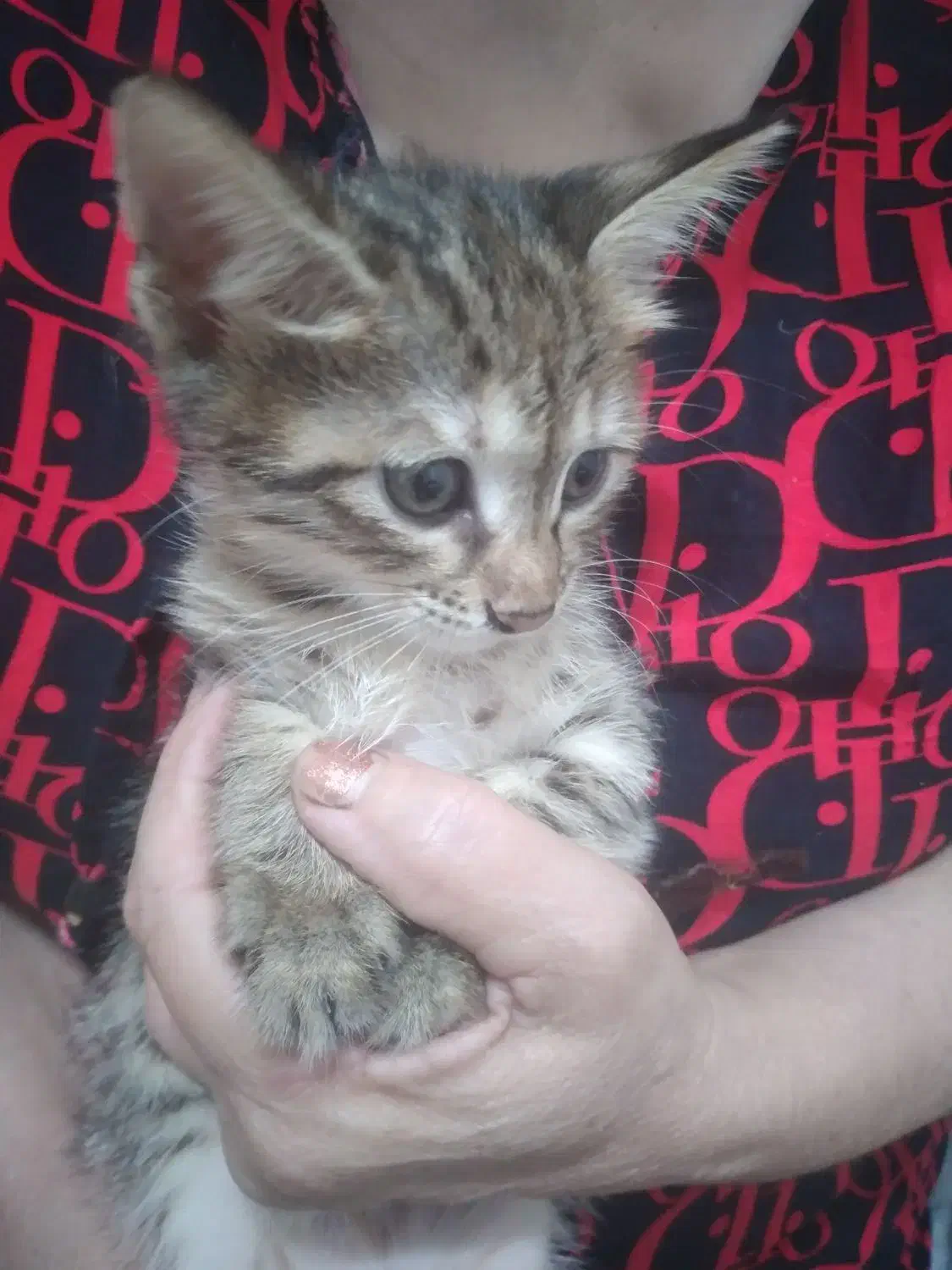 واگذاری رایگان|سگ|رشت, حمیدیان|دیوار