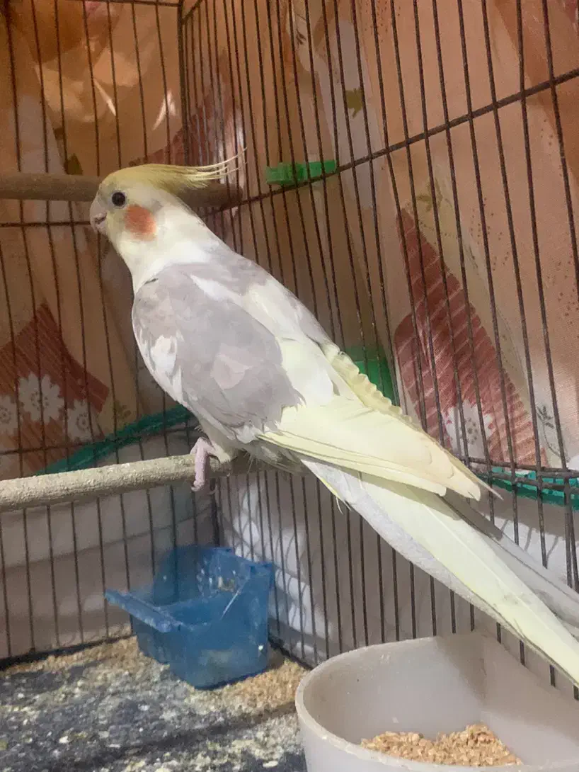 عروس هلندی نر|پرنده|آستانه اشرفیه, |دیوار