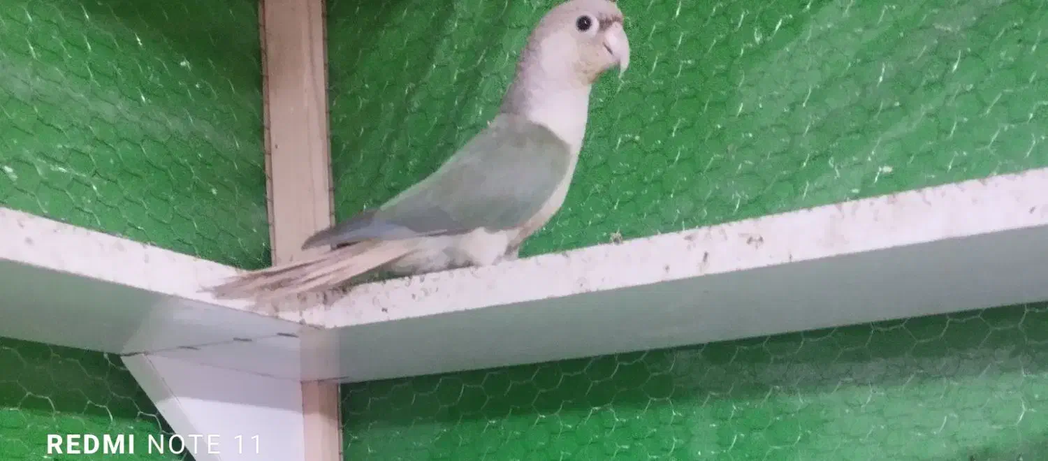 گرینچیک فنچ کوتوله طوطی|پرنده|تربت جام, بیست متری منبع آب|دیوار