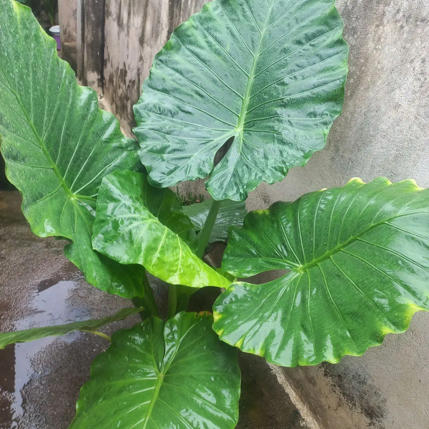 گل بابا ادم|گل و گیاه طبیعی|رشت, خرسندی|دیوار