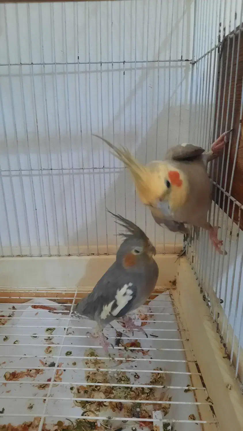 طوطی عروس|پرنده|رشت, جانبازان|دیوار