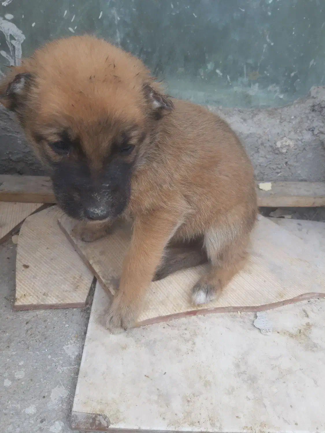 واگزاری سگ|سگ|یزد, |دیوار