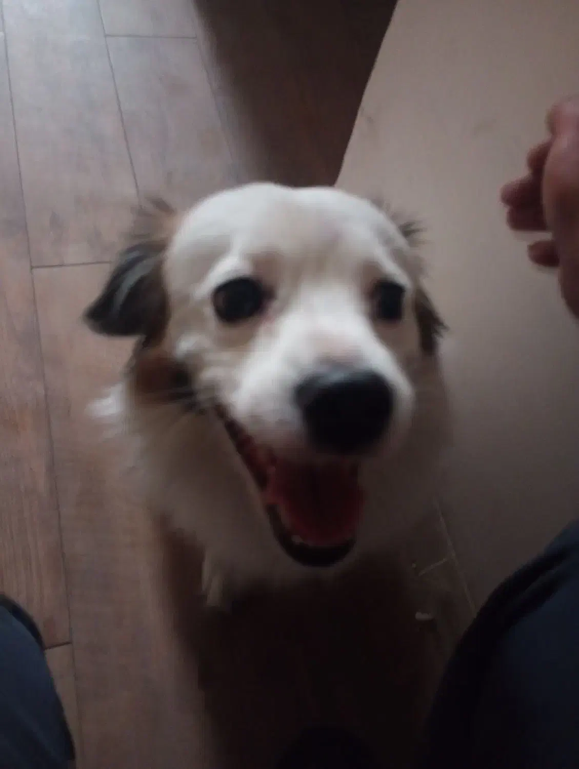 پیدا شده یه سگ کوچولو|حیوانات|کرمان, |دیوار