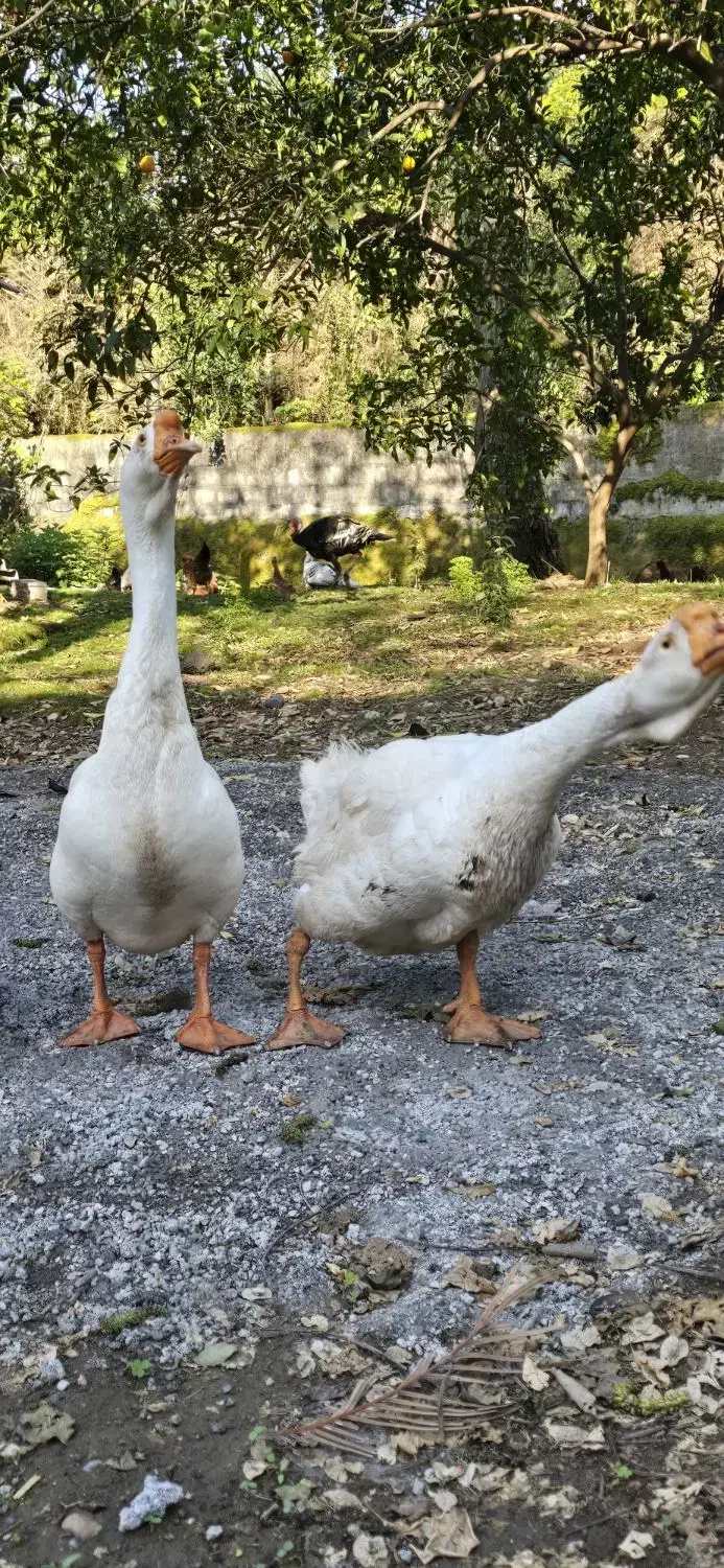 غاز|حیوانات مزرعه|نوشهر, |دیوار