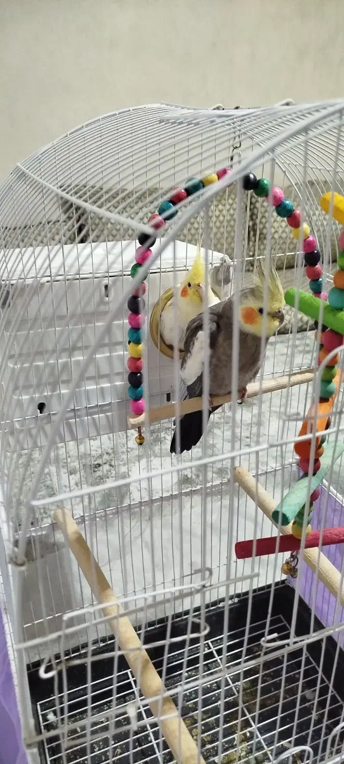 عروس هلندی|پرنده|اصفهان, شهرک میلاد|دیوار