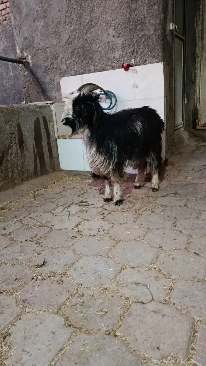 بزغاله نر|حیوانات مزرعه|کاشان, دشت لتحر|دیوار